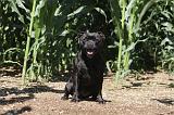 STAFFIE 011